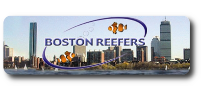 bostonreefers.org