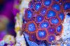 TCF-wysiwyg-corals-25-Web.jpg