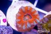 TCF-wysiwyg-corals-65-Web.jpg