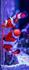Clownfish eggs resized.jpg