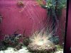 anemone full tank.jpg