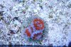 red with yellow acan.jpg