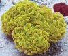 yellow-hammer-coral.jpg