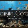 Exquisite_Corals