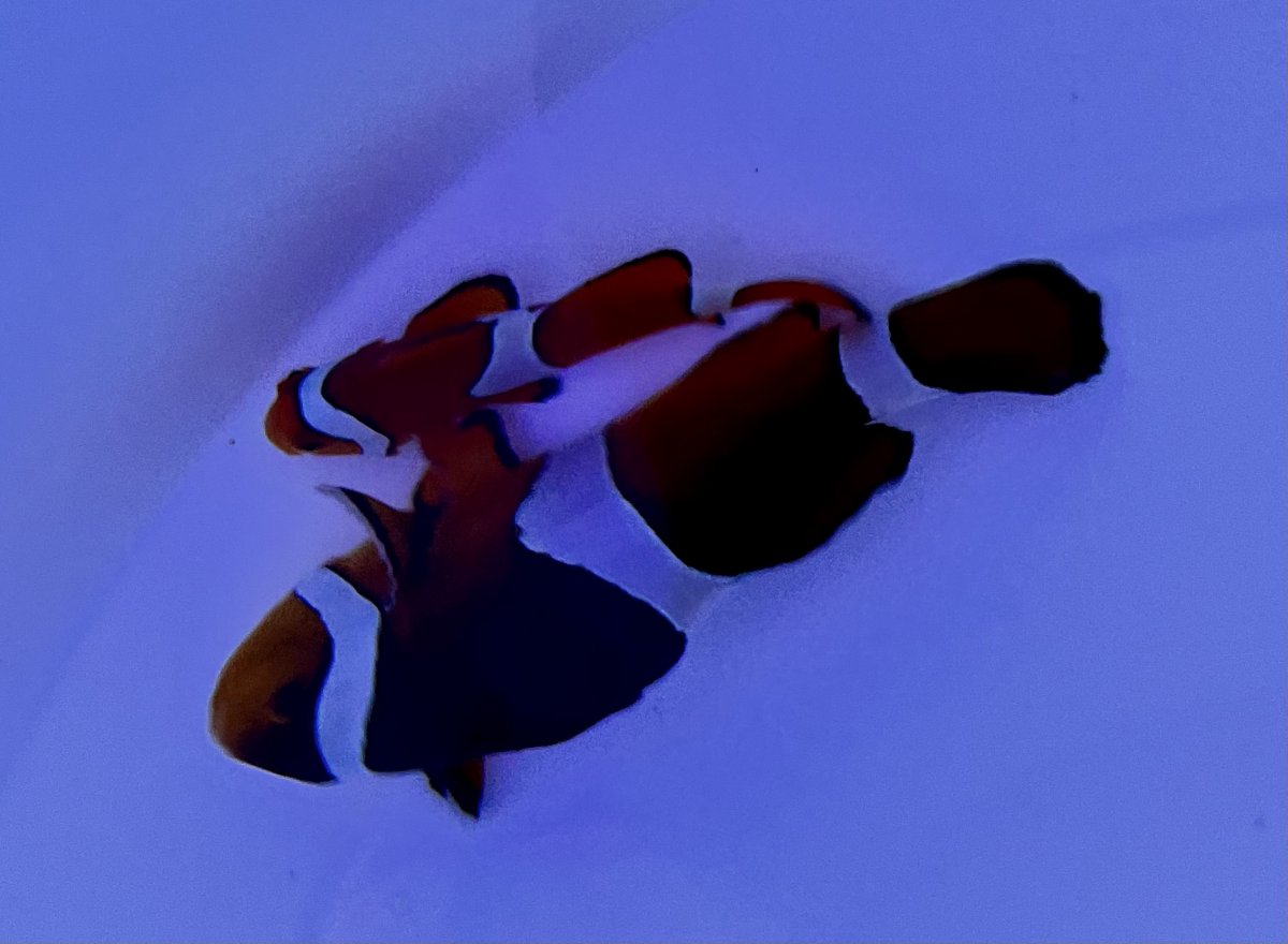 09826AE5-1452-4C6A-BD23-5C699596C3D7.jpeg