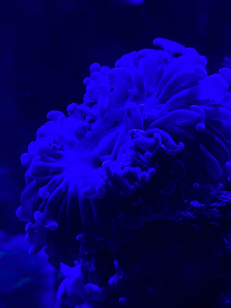 0A528E45-71C4-4461-95E5-4E08CD6B0BA9.jpeg