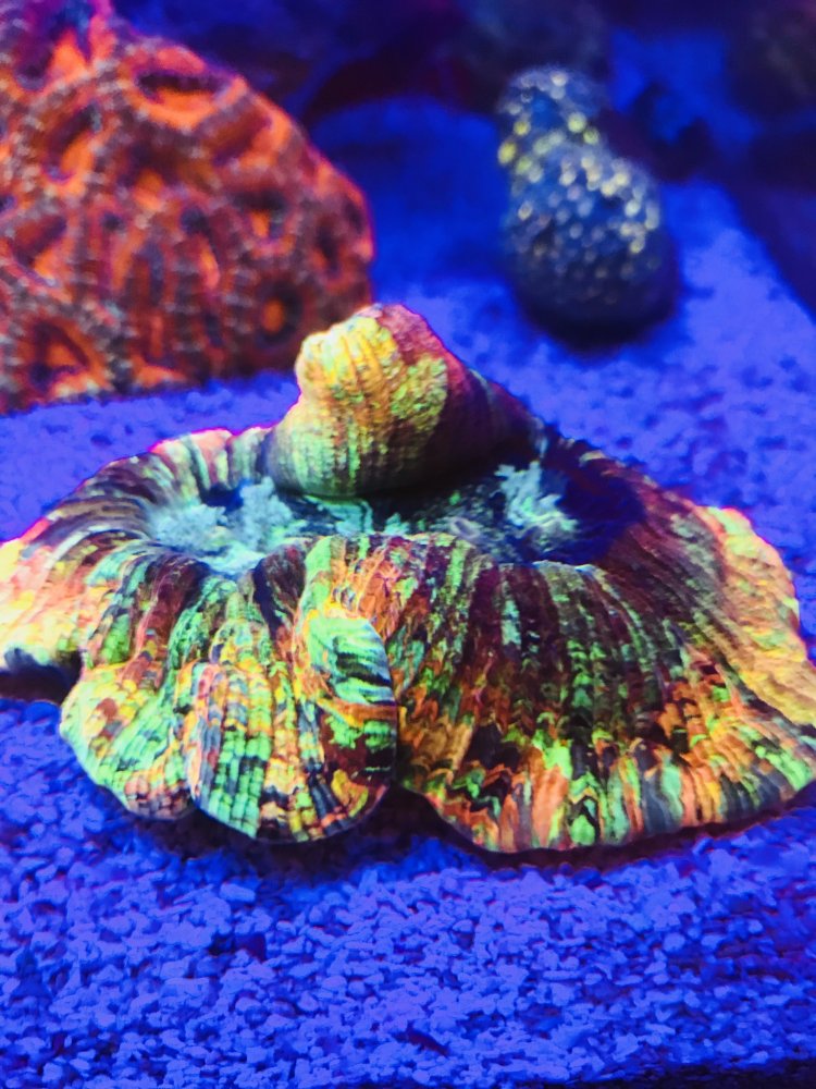 10C7523A-FDE8-4145-B39C-B981F4425993.jpeg