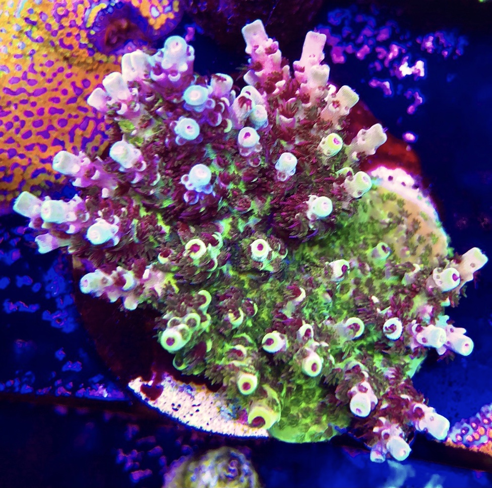 17615EA1-0559-4BA3-A33C-47F9D9ADDB10.jpeg