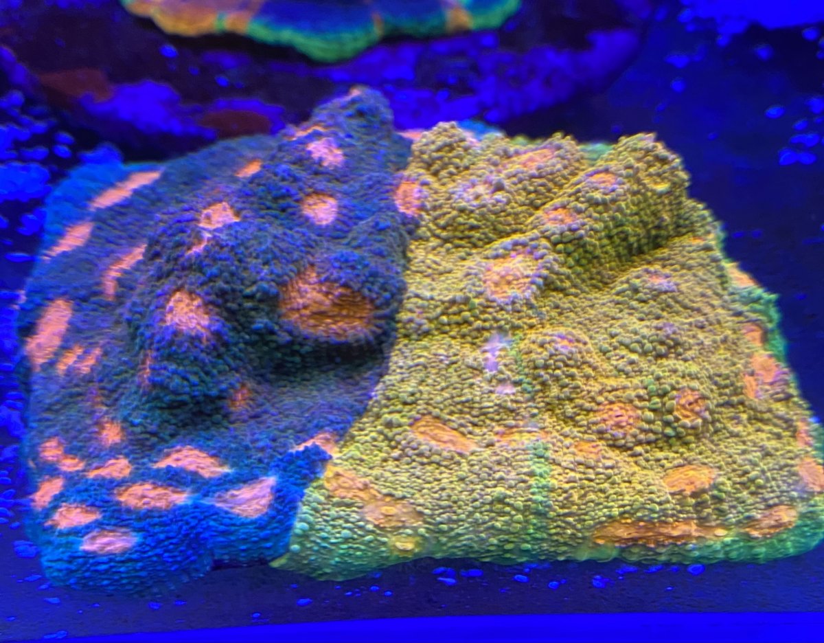 1B3666BB-242D-4B64-B148-69C64977CB23.jpeg