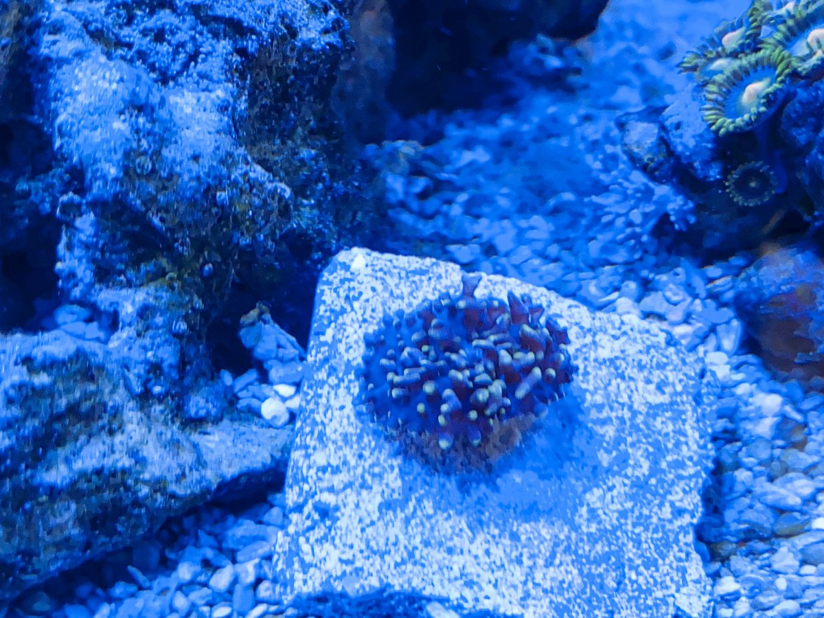 1C61DD28-2F34-4846-ABC6-AFEBC2F41CD0.jpeg