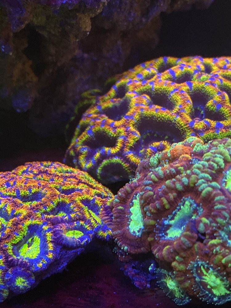1E7422F9-3D17-410A-A881-AF84025513CA.jpeg