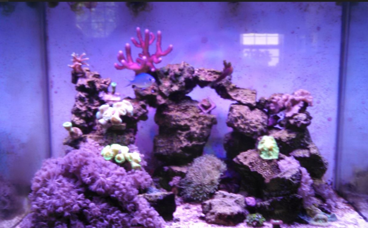 2014 tank.JPG