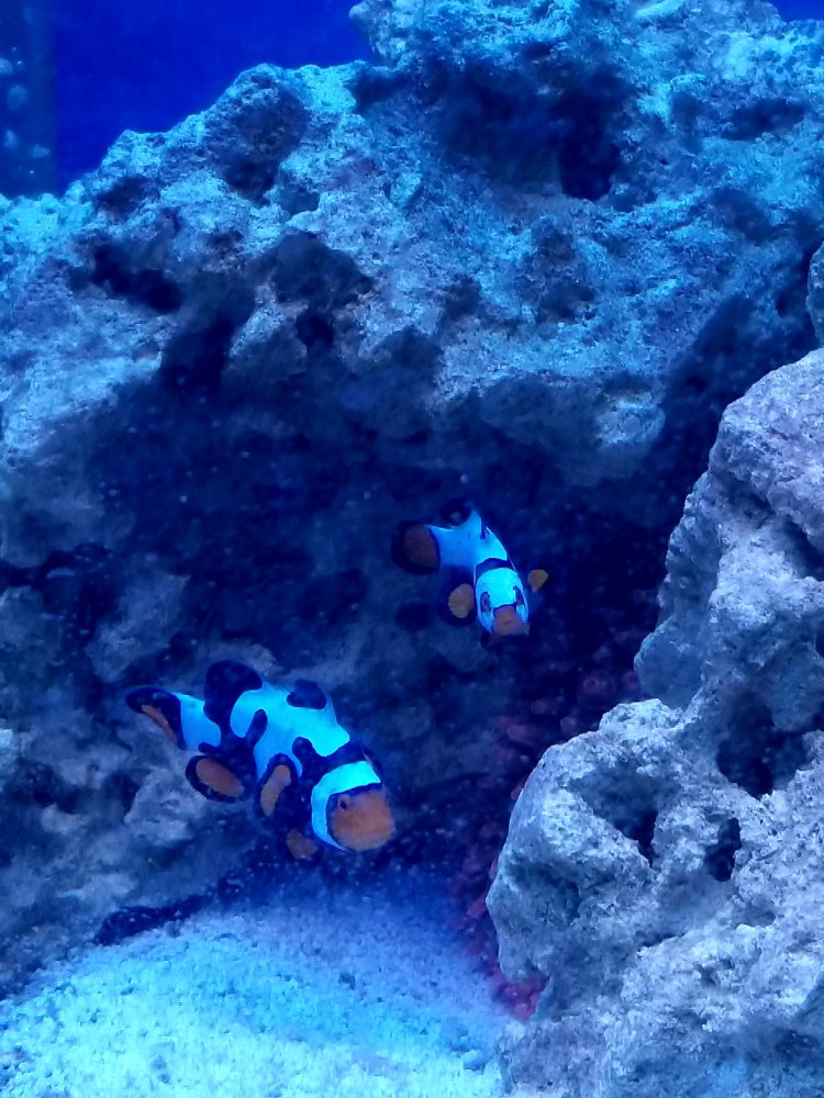20180305_185420_1520294440941.jpg
