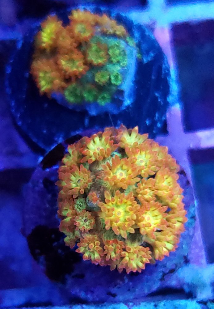 20190226_195019.jpg