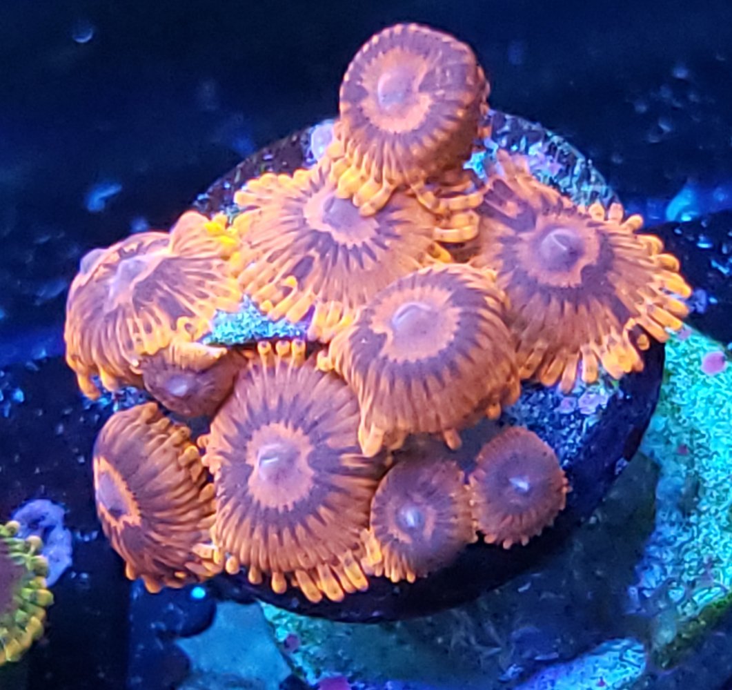 20190619_234954.jpg
