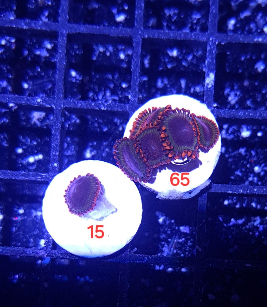 20241014_164235.jpg