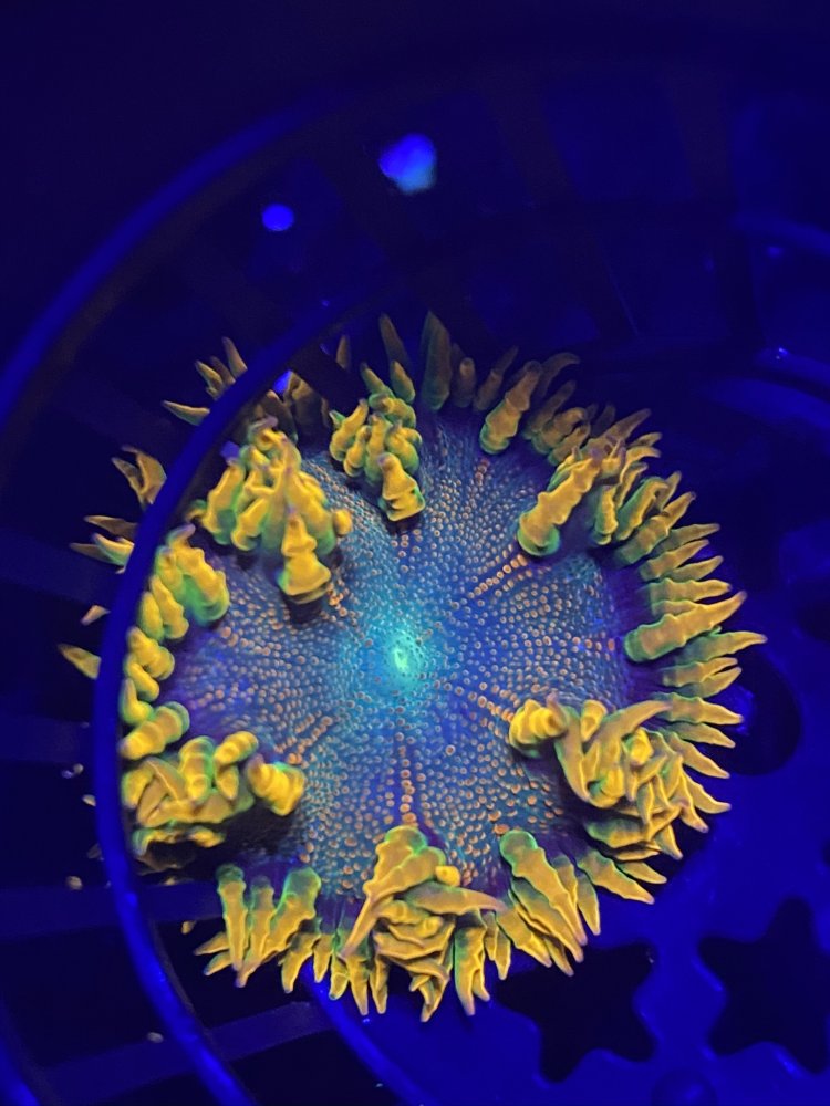 235A9DF4-EB1F-430F-AEA2-A67A50D6E7B1.jpeg