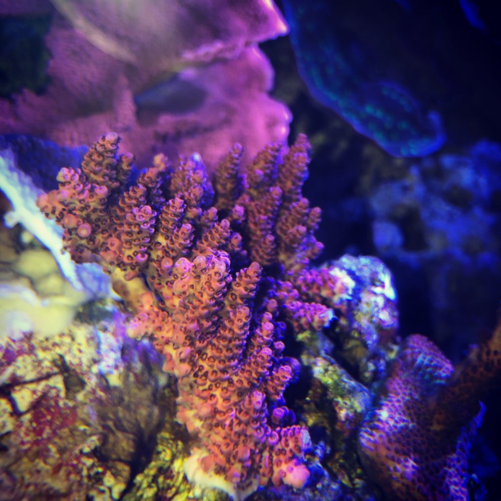 24EC3119-109F-4A7F-BEC9-8C1F8BA6F274.jpeg