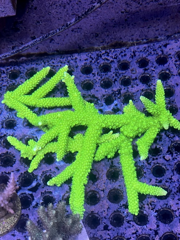 2682708C-625E-4A9F-9ABA-64833D3E786B.jpeg