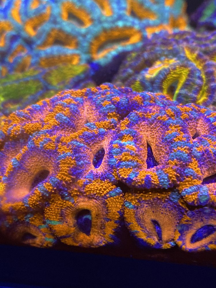 315B276E-98A8-4C9E-94B0-E346EC3742B5.jpeg