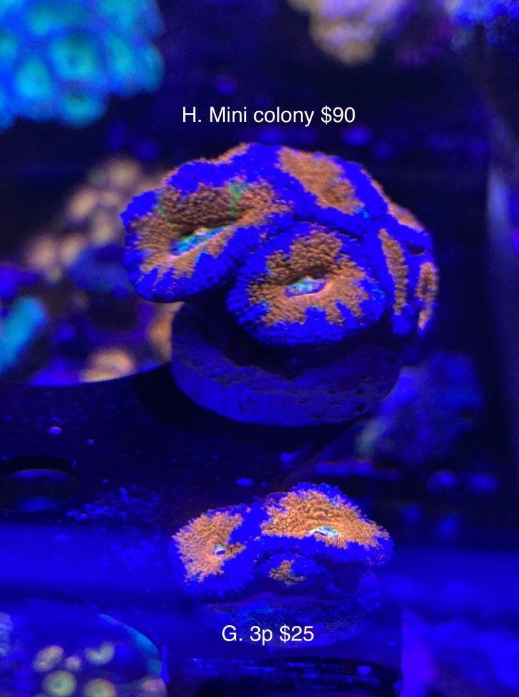 465939DE-9F79-4D37-BBA1-5B94EC2A22D5.jpeg