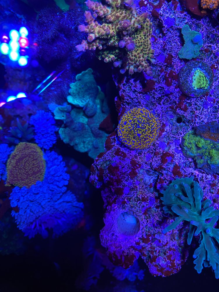 4D217ADB-BFD4-4F86-A255-A89FA3583EB3.jpeg