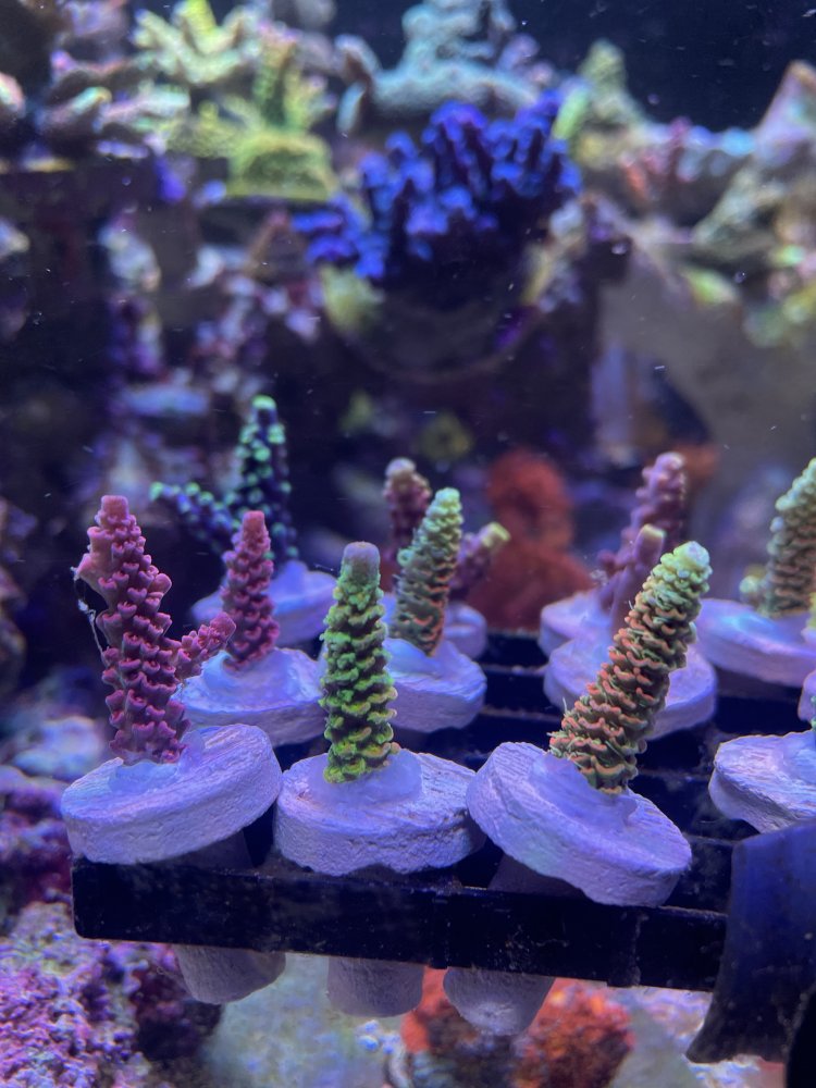 52F52B7A-0DDA-4BA4-BB87-41E4171961DB.jpeg