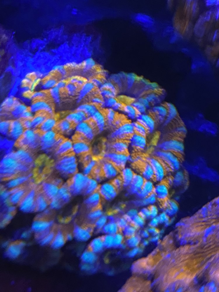 59C08291-22D2-425E-A14F-6A06E5EC15F5.jpeg