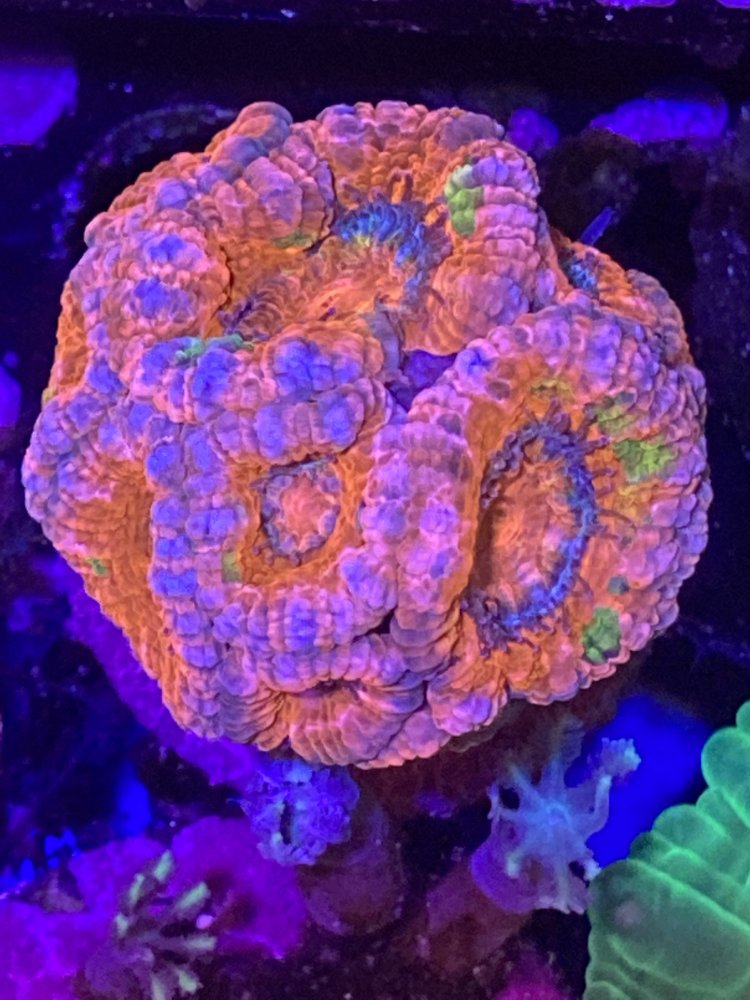 60826311-2E49-4B85-87AD-2FA27A78746D.jpeg