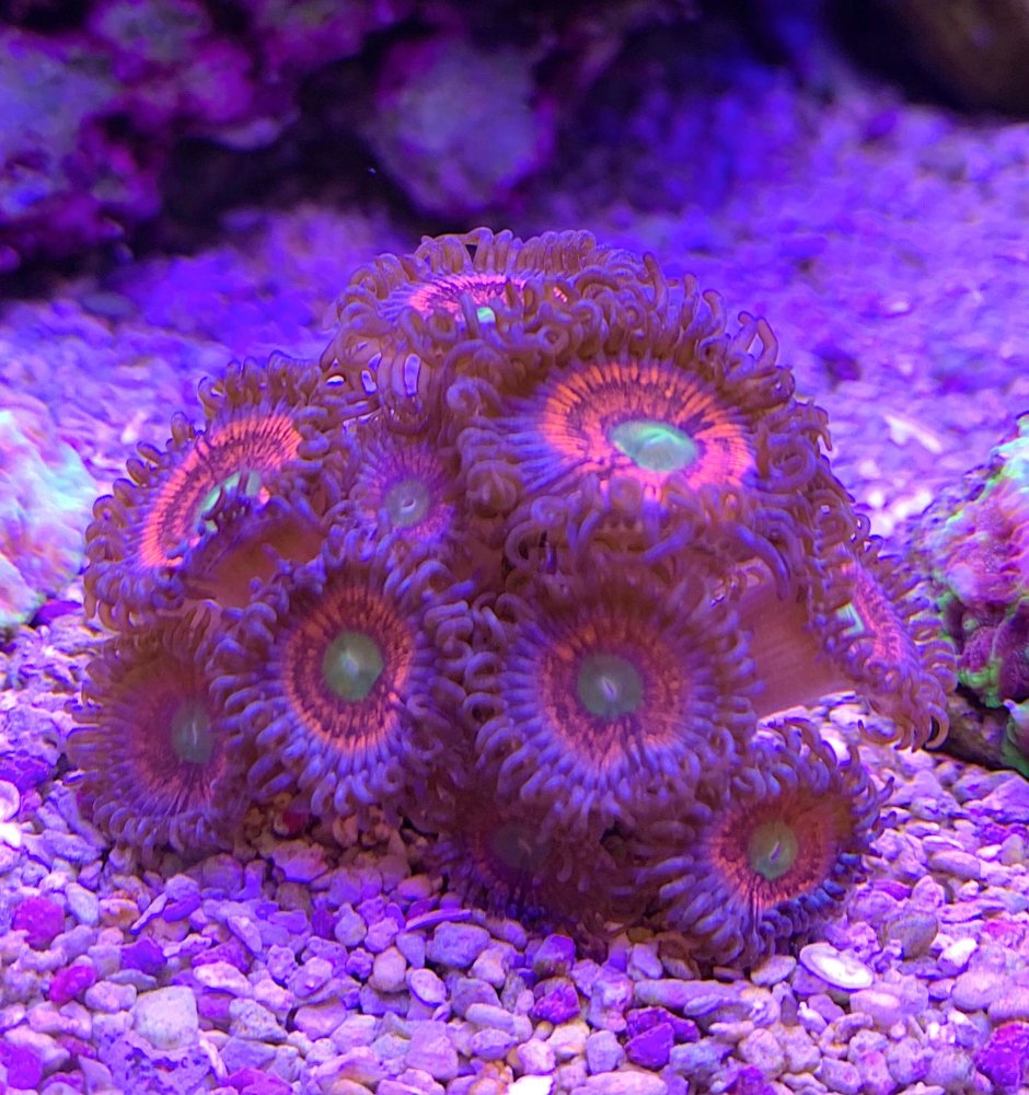 64E31C9C-4DF1-4063-8908-86DA0A3F2D68.jpeg