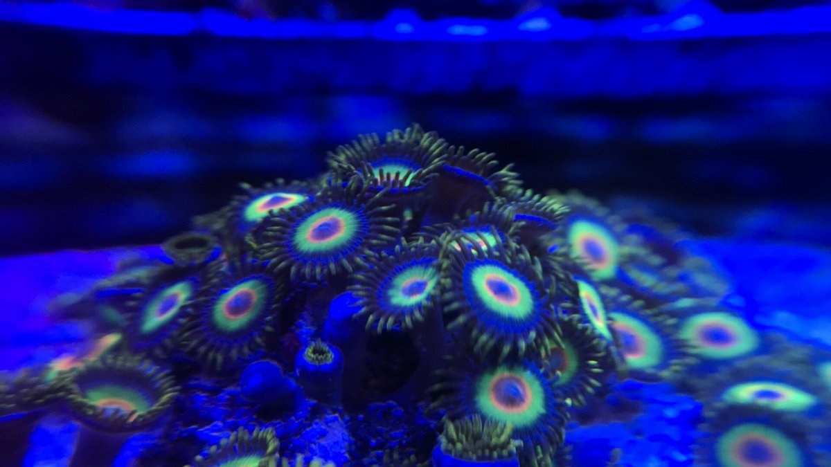 67AF813B-BDA0-4976-AAE7-F05A8227F2BC.jpeg