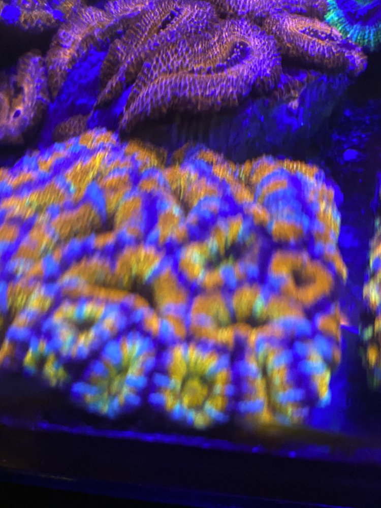 7818C622-1540-46FC-ADD9-5D750534E0A2.jpeg