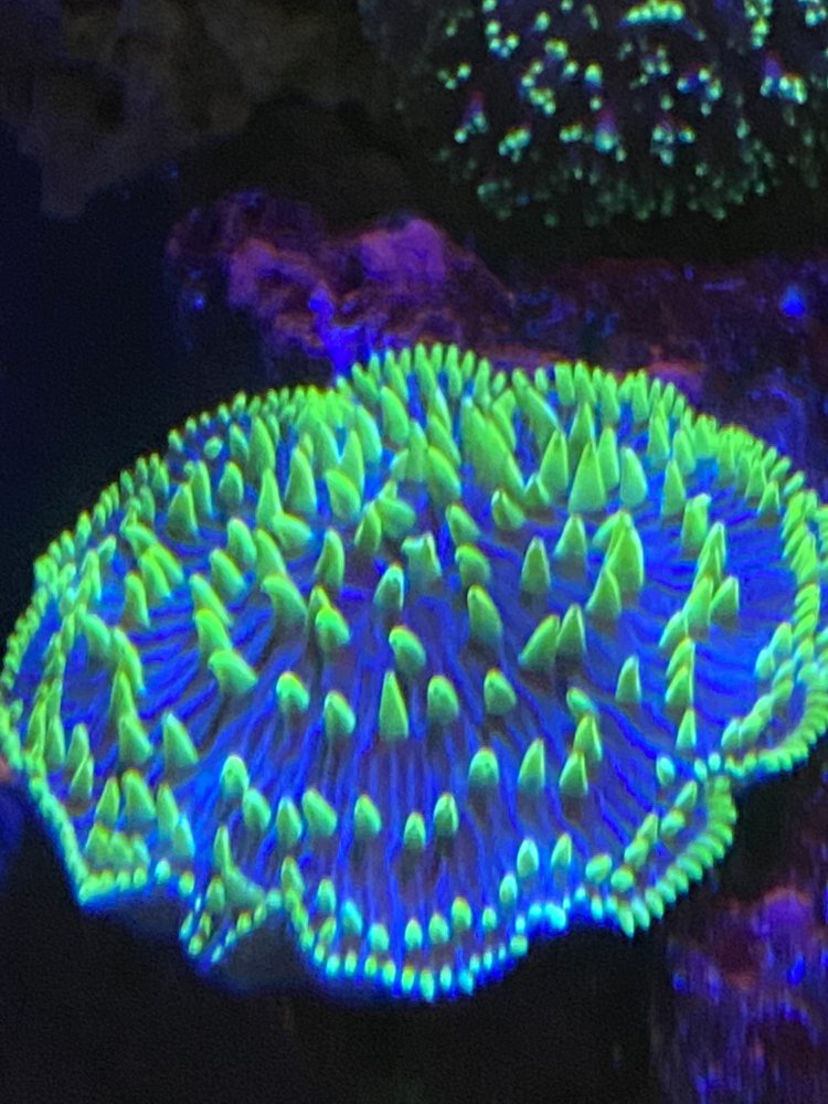 7876DF3D-D9E2-41C2-A61D-E9E15E8F139E.jpeg