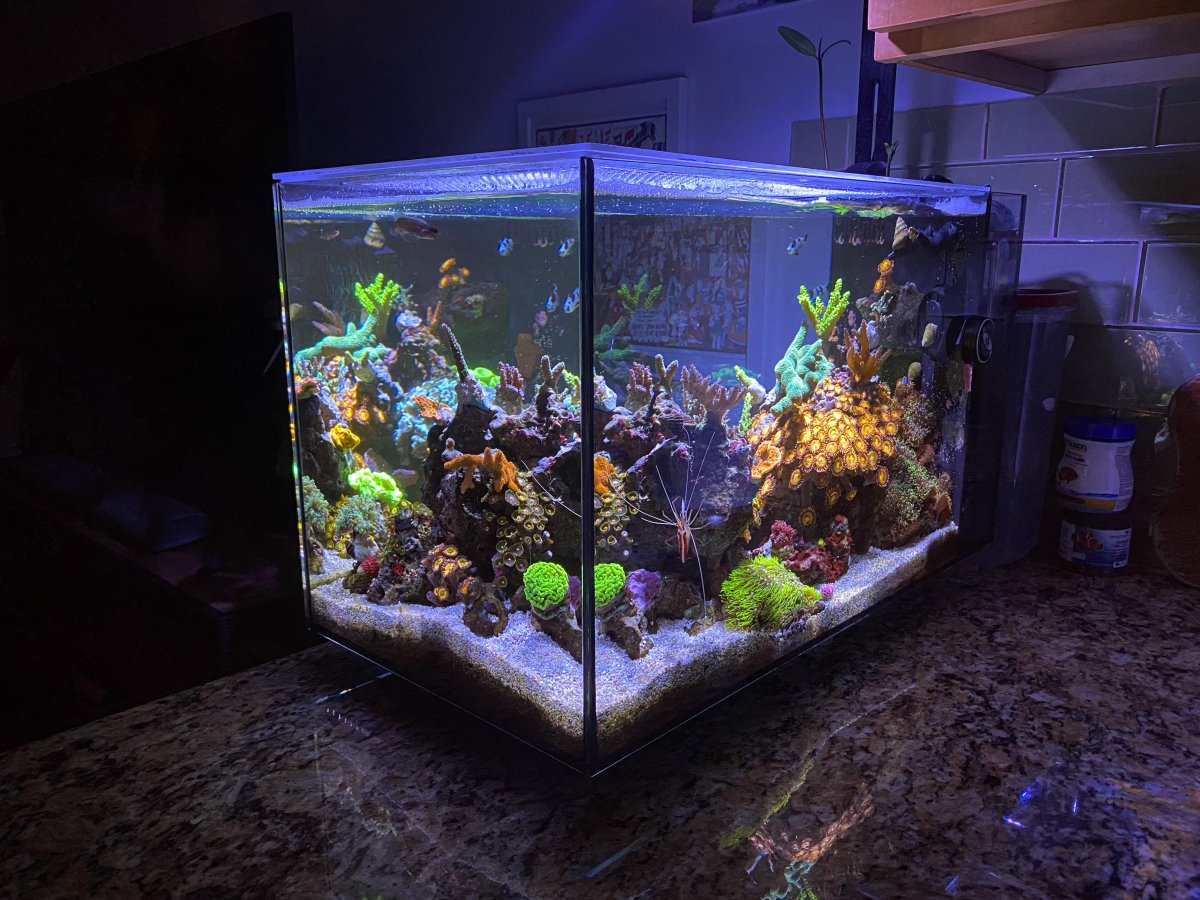 8-4-reef-now.jpg