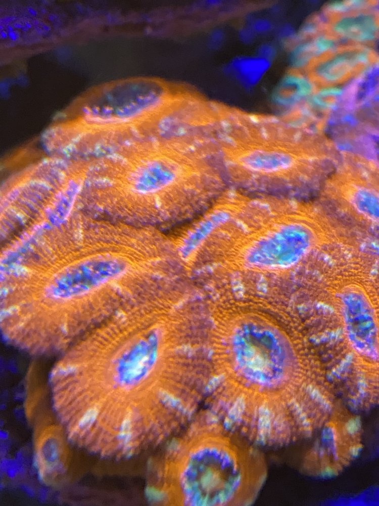 83148684-F996-4E95-AB21-9445A73FBC77.jpeg