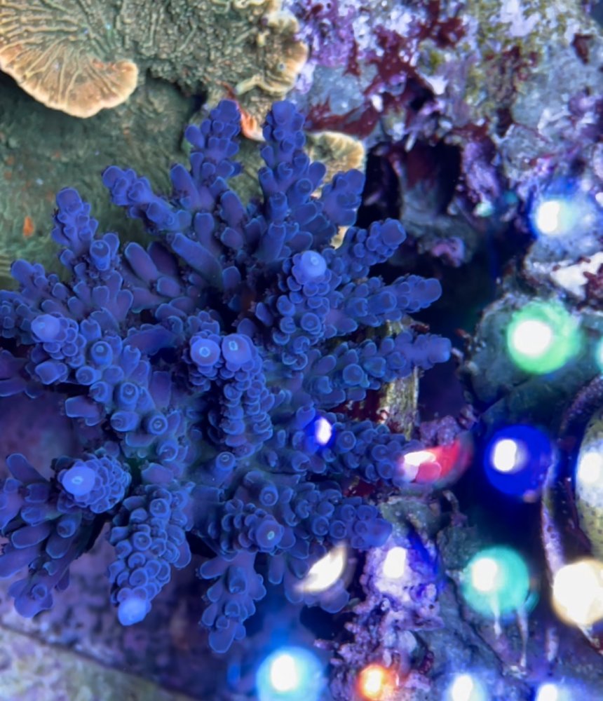 84651A11-0375-4A64-9CF5-AFFAD93C656D.jpeg