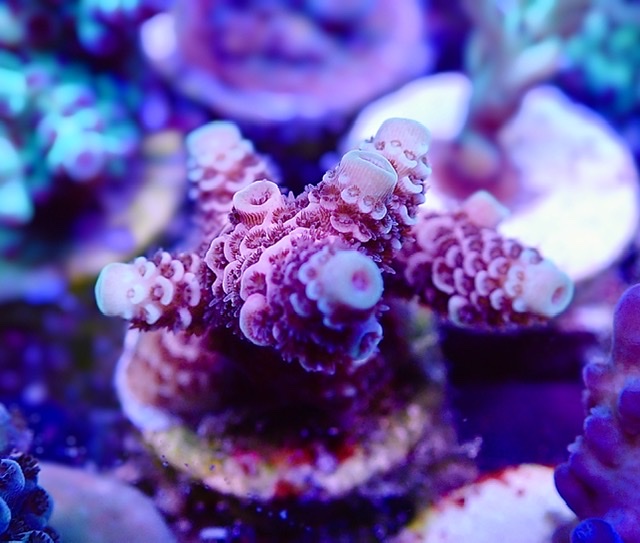 8C8BC427-8E69-4C58-8025-DF68F5F40D77.jpeg
