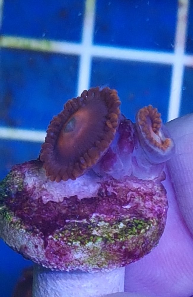 ___CKargeDec20181230_2polypsAndBabys.jpg