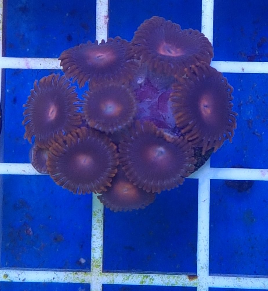 ___LKargeDec20181230_Still-9-polyps.jpg
