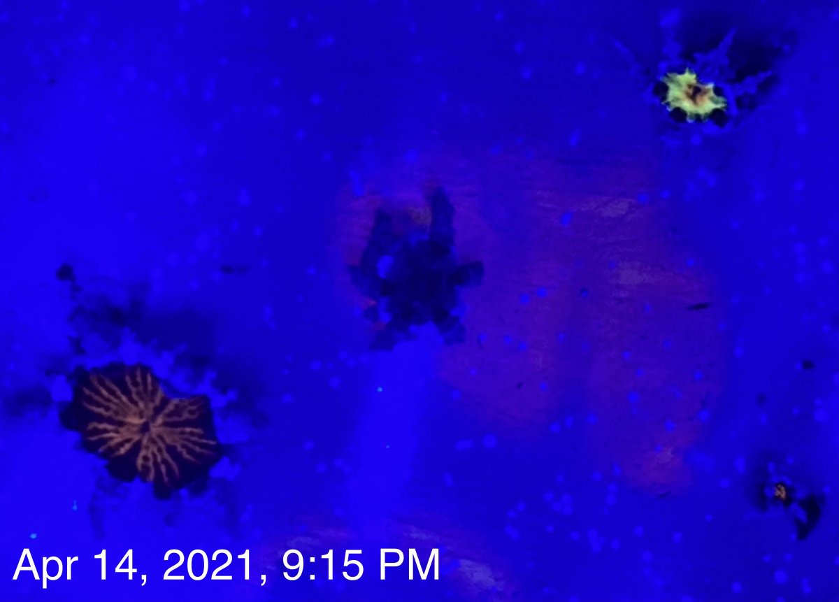 A5E9695C-A2E7-4EB6-BCA5-CC6F00BAD799.jpeg