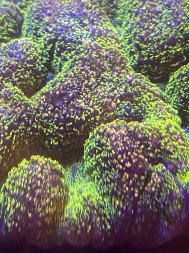 AB778C11-4B69-475B-A75B-7D88DD2FBF9D.jpeg