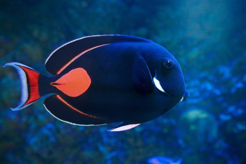 achilles-tang-care-guide-295774.jpg