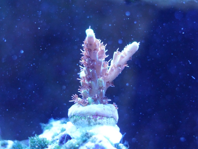 Acro.JPG (1).jpg