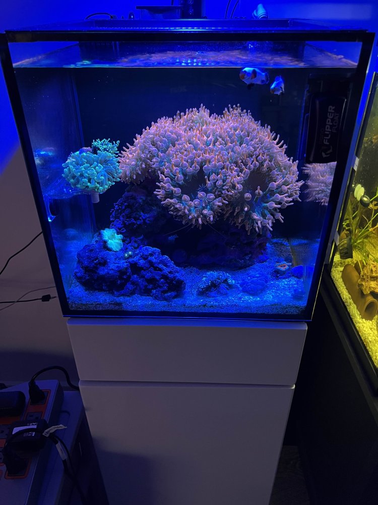 AIO 15g.jpg