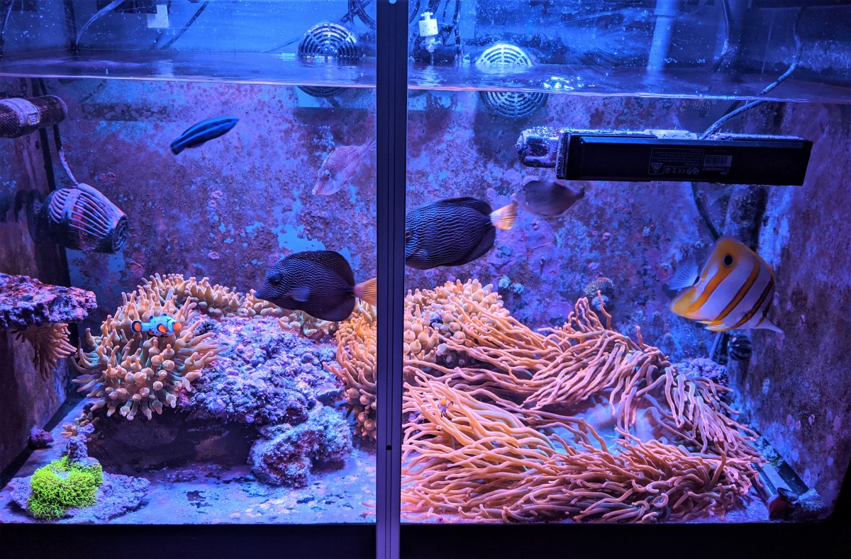 anemone_tank.jpg