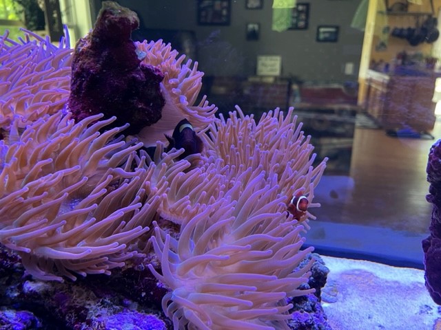 Anemonies.jpg