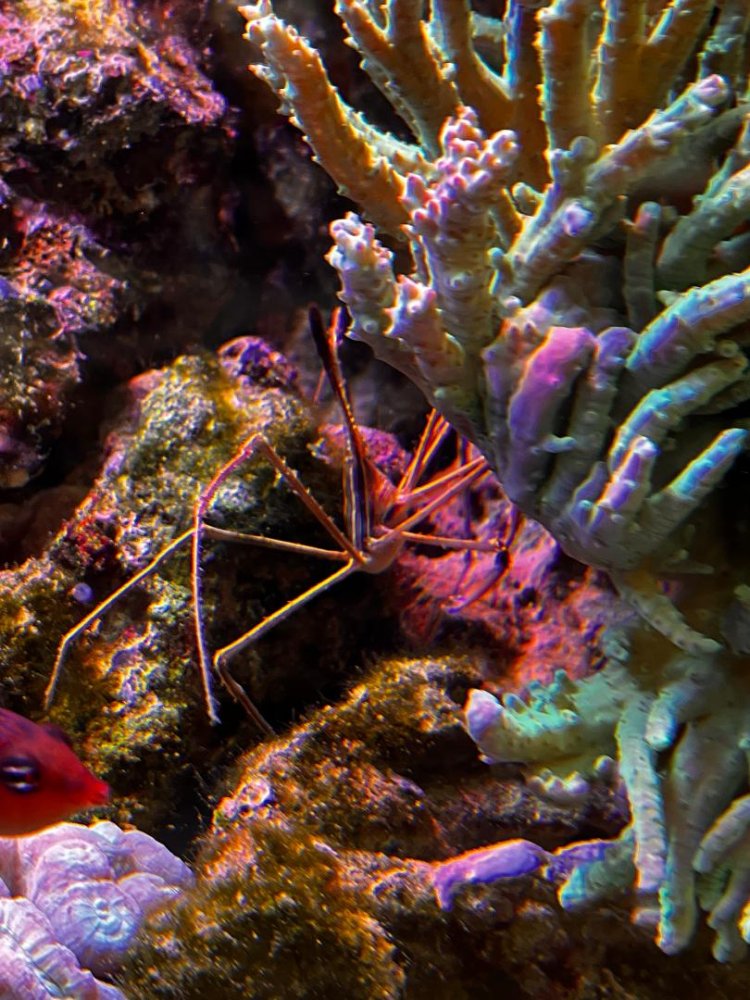 Arrow Crab.jpg