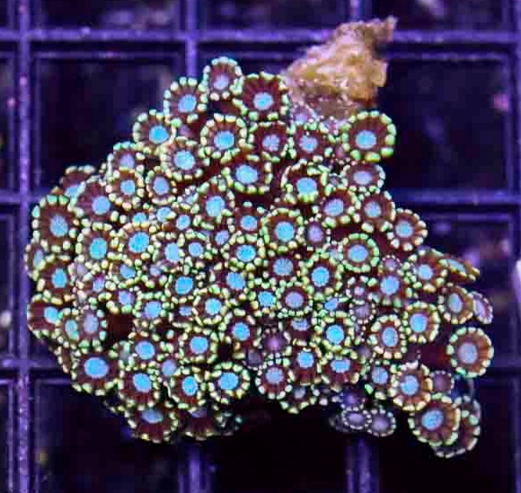 Aussie_Ultra_Premium_Color_Gonipora_Small_$250_.JPG