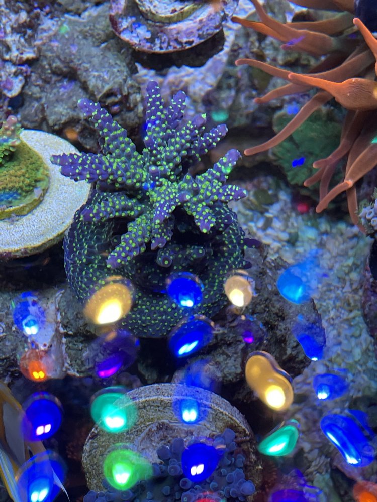 B6498967-A6C4-4A1B-8E5A-3A87F000E060.jpeg