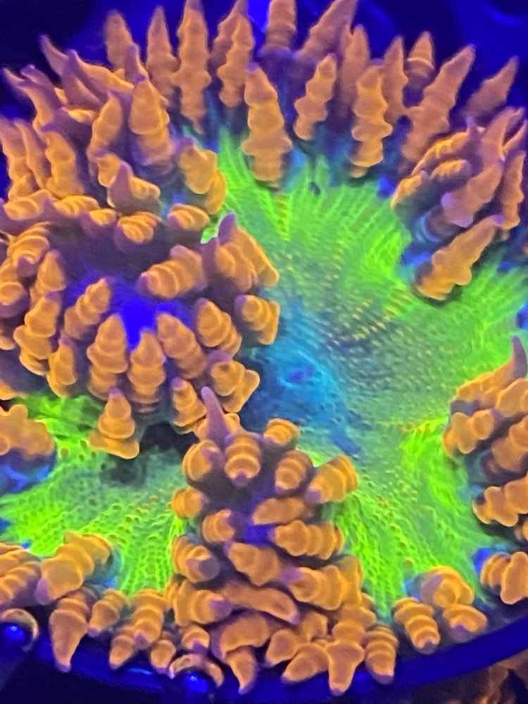B8B33278-4A88-470F-A1A5-D36C55A51270.jpeg